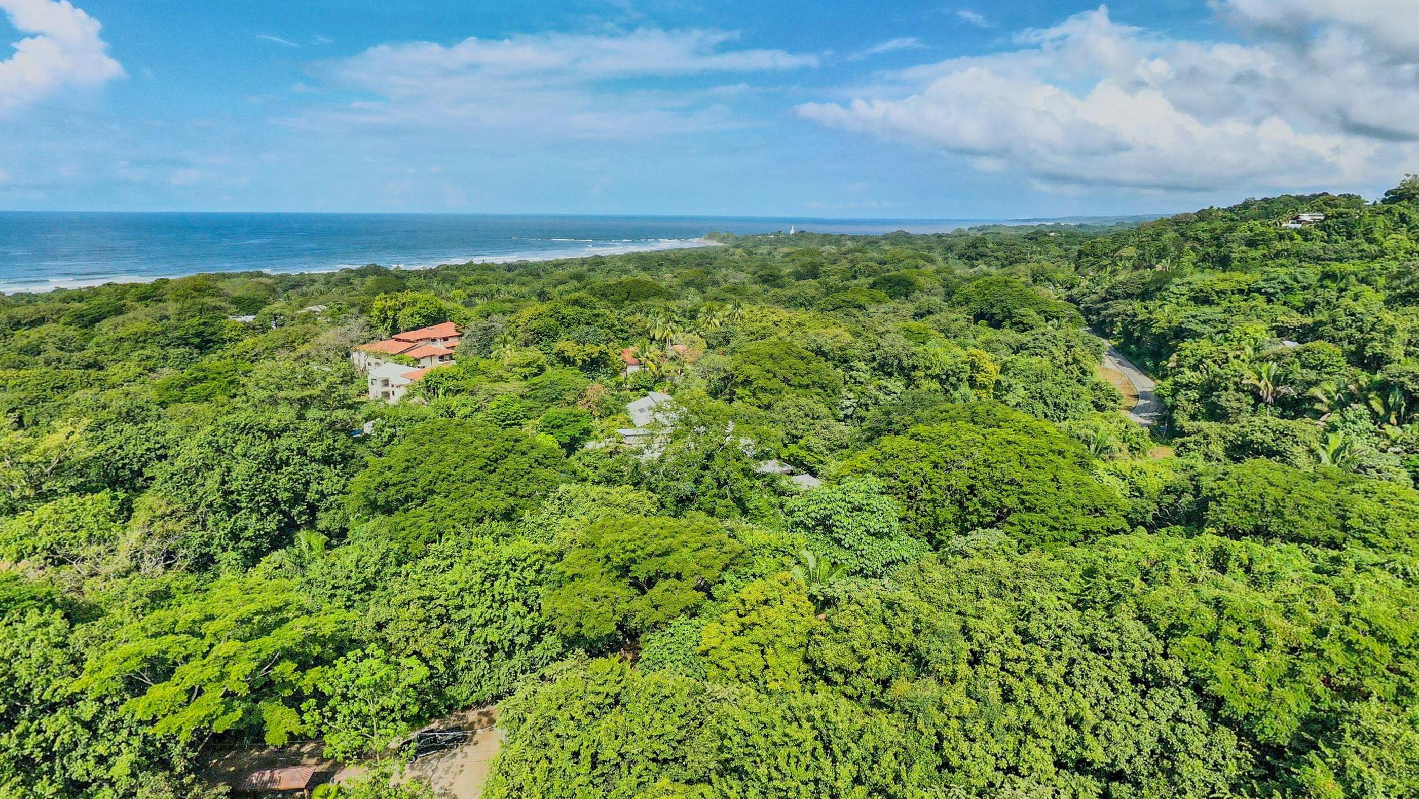 Treetops running unbroken from the resort roofs out to a white line of surf on the horizon